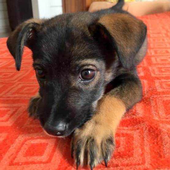 Image pour l'annonce Phoebe, chiot femelle croisée créole à adopter