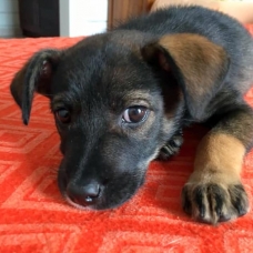 Image pour l'annonce Phoebe, chiot femelle croisée créole à adopter