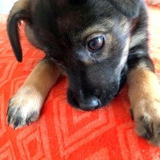 Image pour l'annonce Phoebe, chiot femelle croisée créole à adopter
