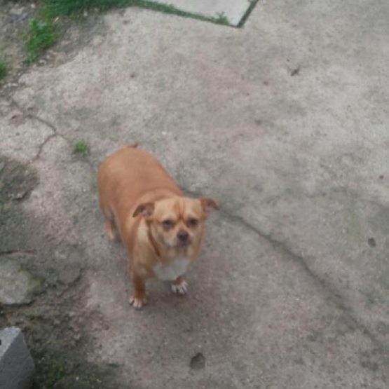 Image pour l'annonce Vend chihuahua