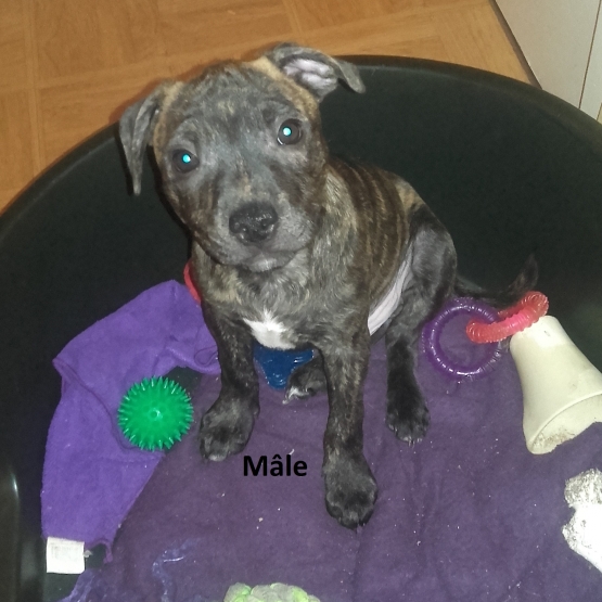 Image pour l'annonce chiots staffies LOF