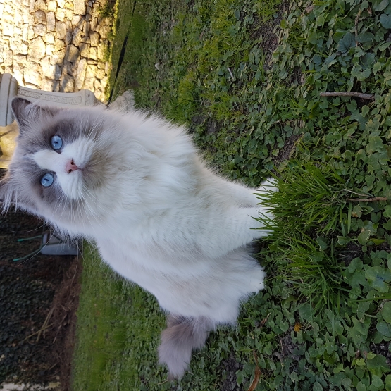 Image pour l'annonce Saillie chat Ragdoll Loof