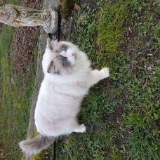 Image pour l'annonce Saillie chat Ragdoll Loof