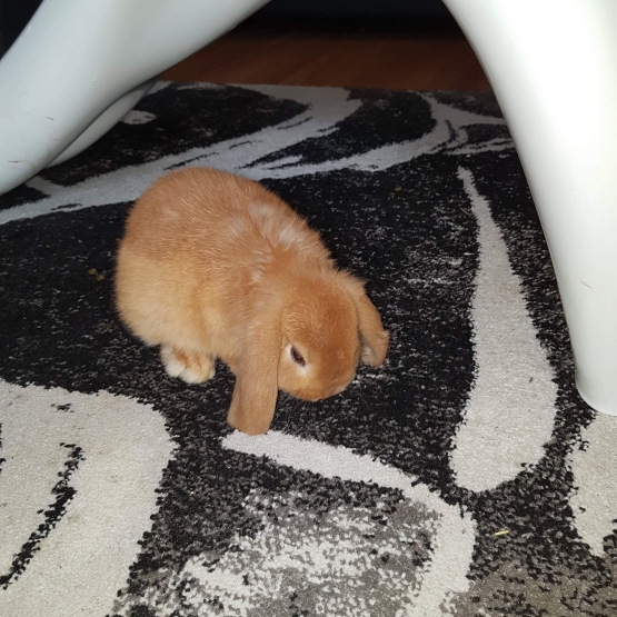 Image pour l'annonce Lapin bélier + maison + nourriture