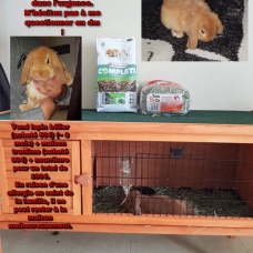 Image pour l'annonce Lapin bélier + maison + nourriture