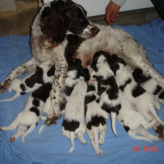 Image pour l'annonce Vend Chiots épagneul Français