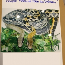 Image pour l'annonce Vends couple ORTHRIOPHIS TAENIURUS CALLICYANOUS "BEAUTÉ BLEUE" + vivarium