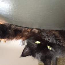Image pour l'annonce Recherche mâle Maine coon