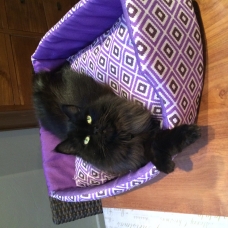 Image pour l'annonce Recherche mâle Maine coon