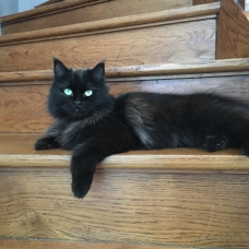Image pour l'annonce Recherche mâle Maine coon