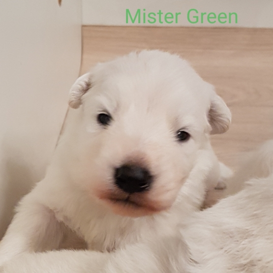 Image pour l'annonce Vends chiots berger blanc suisse