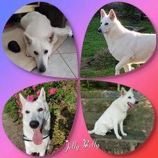 Image pour l'annonce Vends chiots berger blanc suisse
