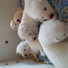 Image pour l'annonce Vends chiots berger blanc suisse