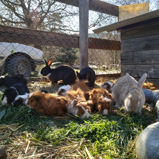Image pour l'annonce Vends cochons d'Inde