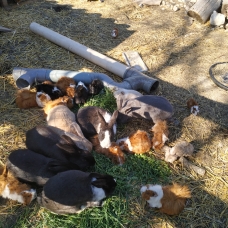 Image pour l'annonce Vends cochons d'Inde