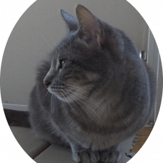 Image pour l'annonce Adorable petite chatte à 3 pattes à adopter sur Marseille