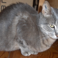 Image pour l'annonce Adorable petite chatte à 3 pattes à adopter sur Marseille