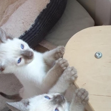 Image pour l'annonce Magnifiques chatons