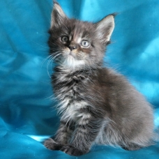 Image pour l'annonce Chatons Maine coon femelles de diverses couleurs