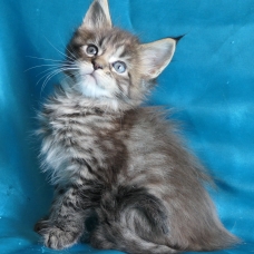 Image pour l'annonce Chatons Maine coon femelles de diverses couleurs