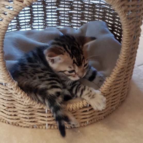 Image pour l'annonce chaton Bengal  LOOF à vendre