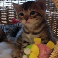 Image pour l'annonce chaton Bengal  LOOF à vendre