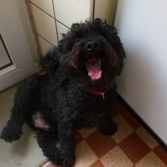 Image pour l'annonce don d'un caniche nain noir