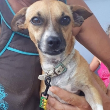 Image pour l'annonce Heol, petit chien mâle adulte croisé pinscher à adopter