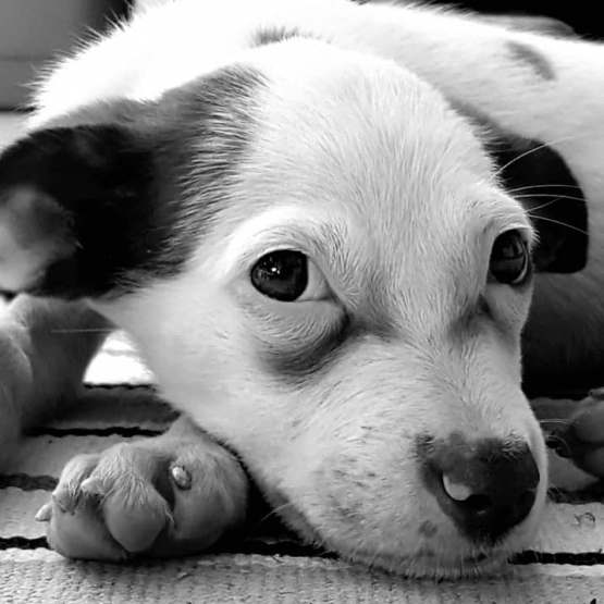 Image pour l'annonce Poupette, chiot femelle croisée créole à adopter