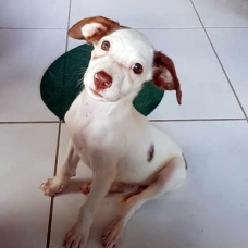 Image pour l'annonce Poupette, chiot femelle croisée créole à adopter