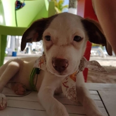 Image pour l'annonce Poupette, chiot femelle croisée créole à adopter