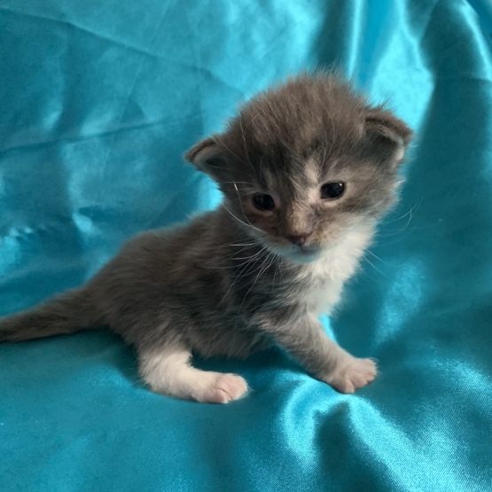 Image pour l'annonce Chatons maine coon femelles Loof