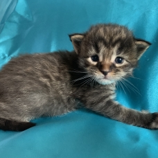 Image pour l'annonce Chatons maine coon femelles Loof