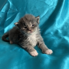 Image pour l'annonce Chatons maine coon femelles Loof