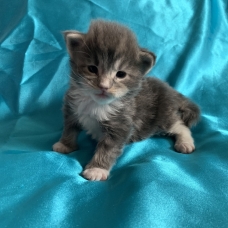 Image pour l'annonce Chatons maine coon femelles Loof