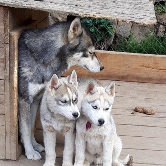 Image pour l'annonce vend magnifiques chiots husky de sibérie