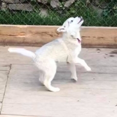 Image pour l'annonce vend magnifiques chiots husky de sibérie