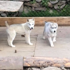 Image pour l'annonce vend magnifiques chiots husky de sibérie