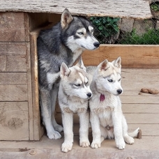 Image pour l'annonce vend magnifiques chiots husky de sibérie