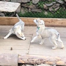 Image pour l'annonce vend magnifiques chiots husky de sibérie