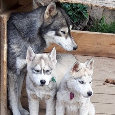 Image pour l'annonce vend magnifiques chiots husky de sibérie