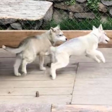 Image pour l'annonce vend magnifiques chiots husky de sibérie