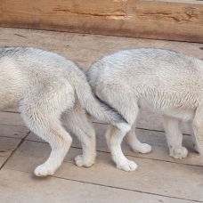 Image pour l'annonce vend magnifiques chiots husky de sibérie
