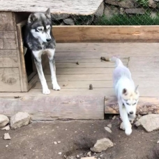 Image pour l'annonce vend magnifiques chiots husky de sibérie