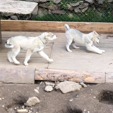 Image pour l'annonce vend magnifiques chiots husky de sibérie