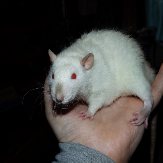 Image pour l'annonce Jeunes rats /ratons mâles aux poils rex /double-rex /lisse