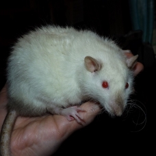 Image pour l'annonce Jeunes rats /ratons mâles aux poils rex /double-rex /lisse