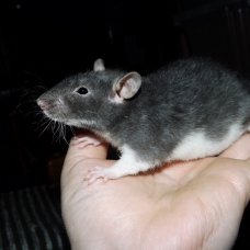 Image pour l'annonce Jeunes rats /ratons mâles aux poils rex /double-rex /lisse