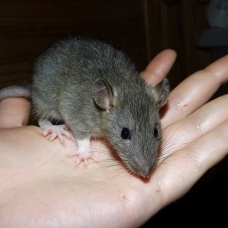 Image pour l'annonce Jeunes rats /ratons mâles aux poils rex /double-rex /lisse