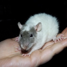 Image pour l'annonce Jeunes rats /ratons mâles aux poils rex /double-rex /lisse